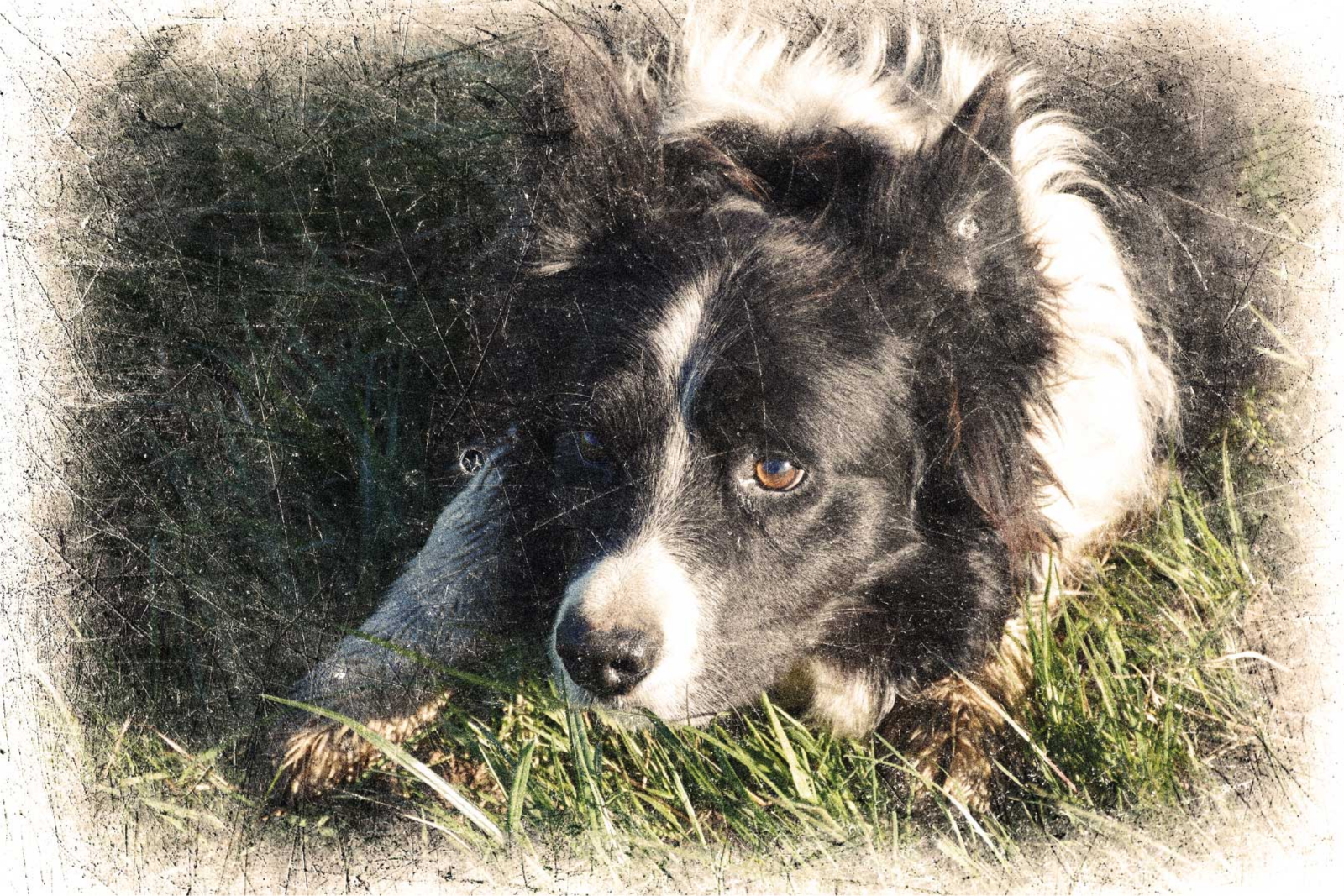 다른 동물이 있는 포스터 맞춤형 빈티지 효과 - TenStickers