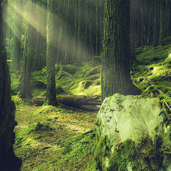 거실용 포스터 침실 숲의 이끼 낀 바위 자연 - TenStickers