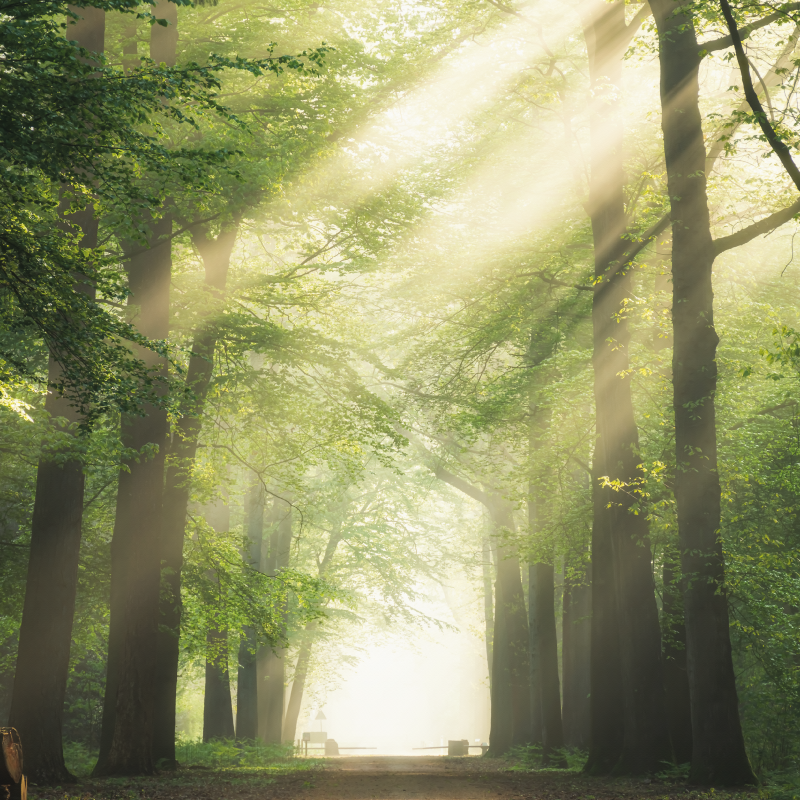 거실용 포스터 침실 햇살이 비치는 녹색 숲 - TenStickers