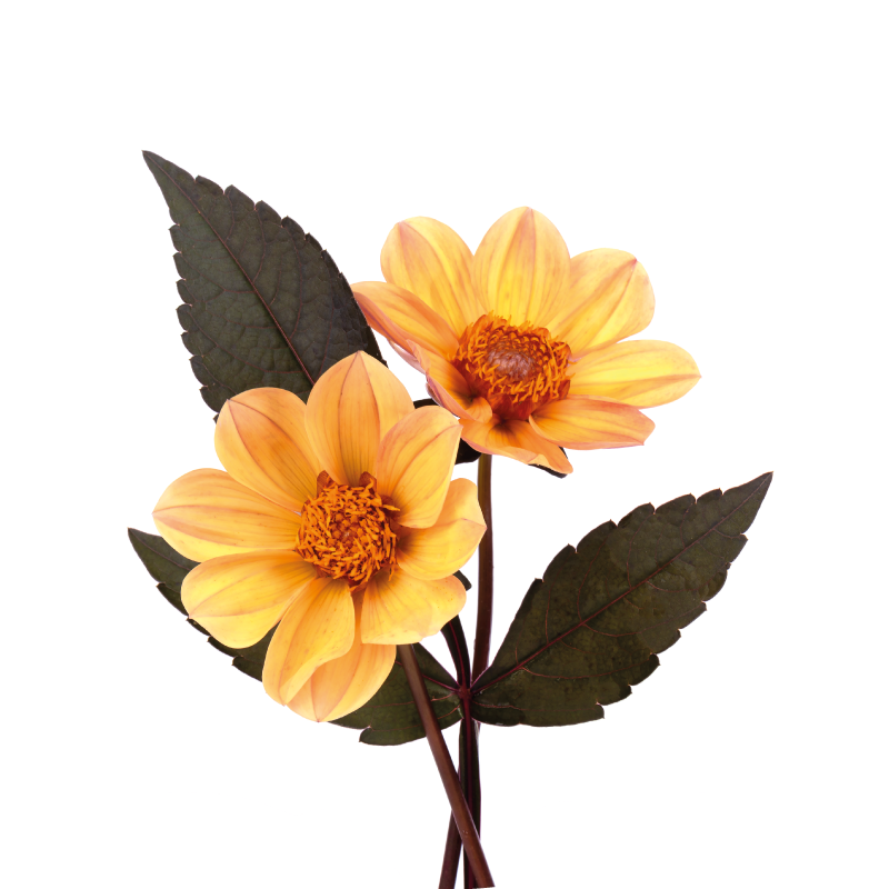 꽃과 식물이 있는 포스터 두 송이 꽃 - TenStickers