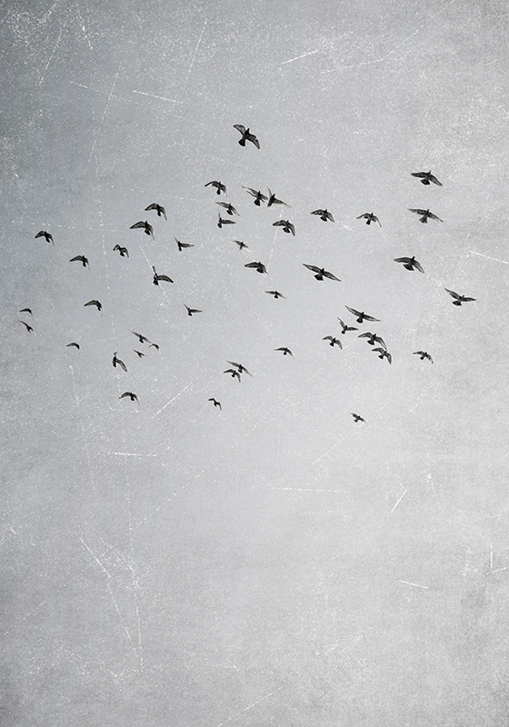 다른 동물이 있는 포스터 날아가는 새들 - TenStickers