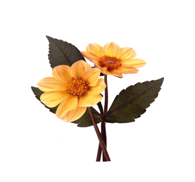 비닐 카펫 꽃과 식물 생동감 넘치는 꽃 구성 - TenStickers