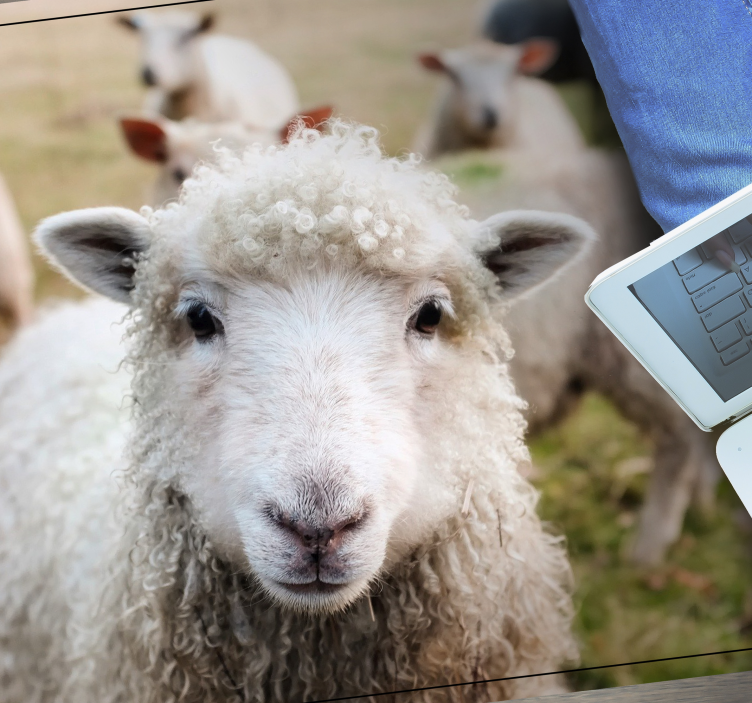 비닐 카펫 동물 곱슬 양 얼굴 - TenStickers