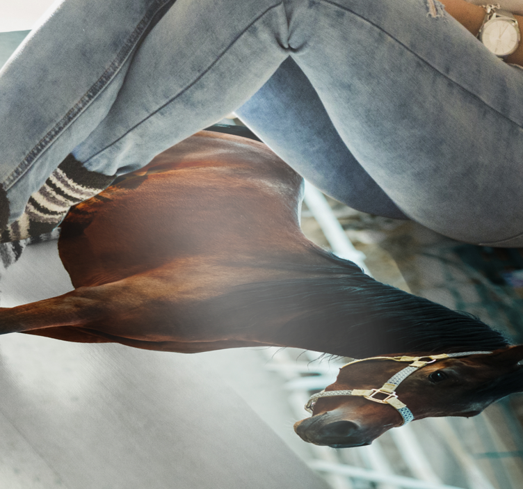 비닐 카펫 동물 장엄한 말 초상화 - TenStickers