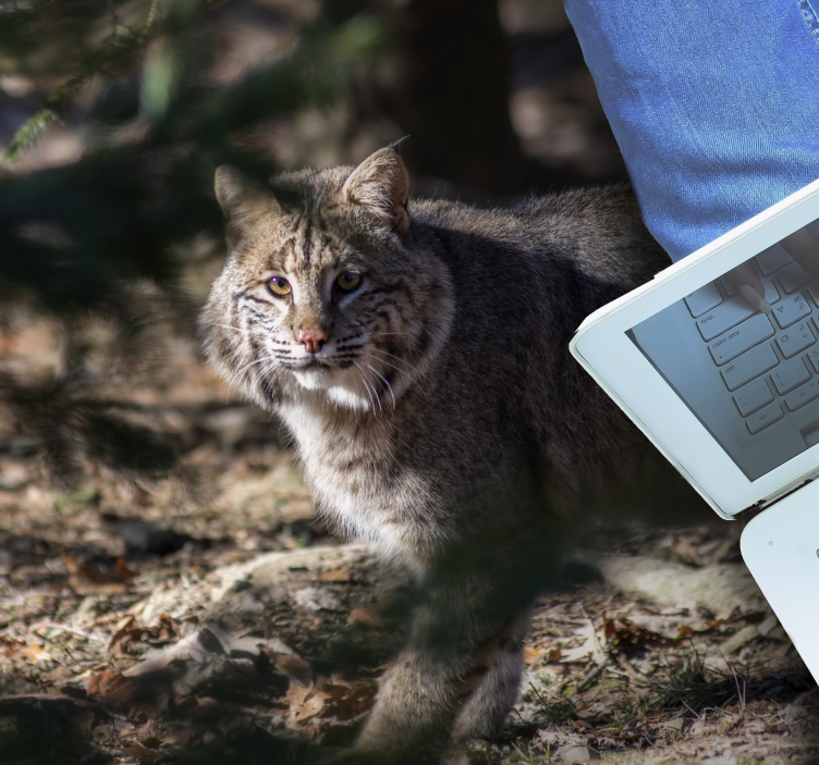 비닐 카펫 동물 야생 고양이 풍경 - TenStickers