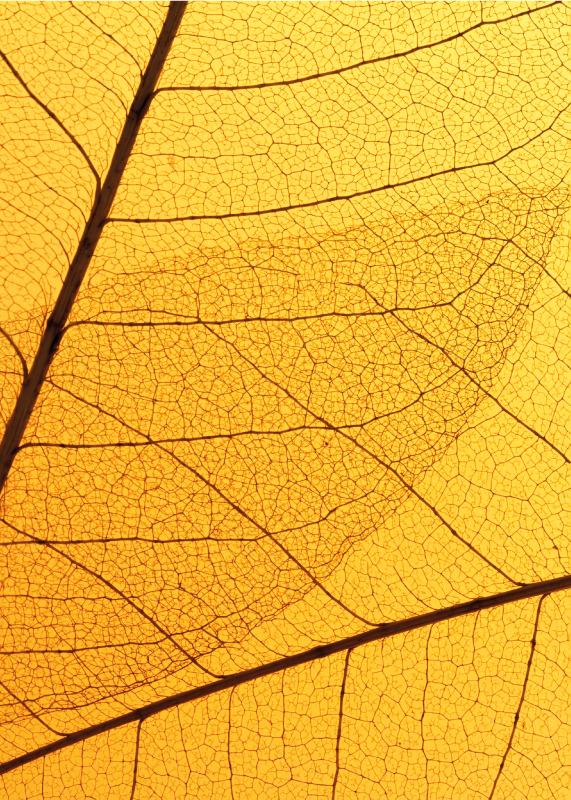 비닐 카펫 옐로우 식물 잎 디자인 - TenStickers