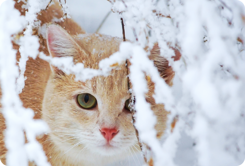 비닐 카펫 동물 석순을 가진 고양이 - TenStickers