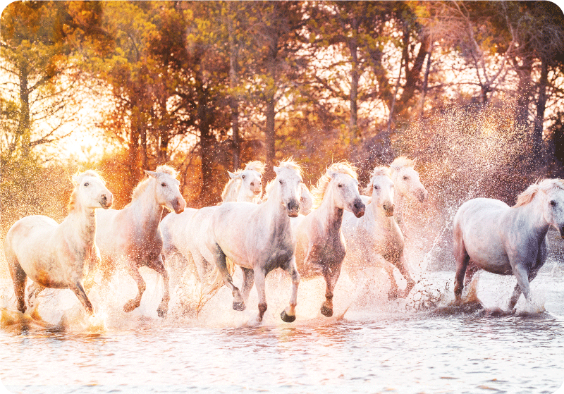 비닐 카펫 동물 따뜻한 석양의 야생 말 풍경 - TenStickers