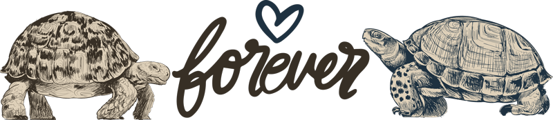 비닐 카펫 동물 영원한 사랑 거북이 명언 - TenStickers