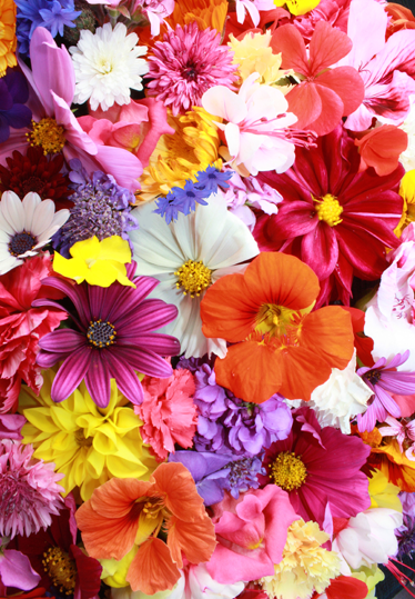 비닐 카펫 꽃과 식물 다채로운 꽃이 가득한 - TenStickers