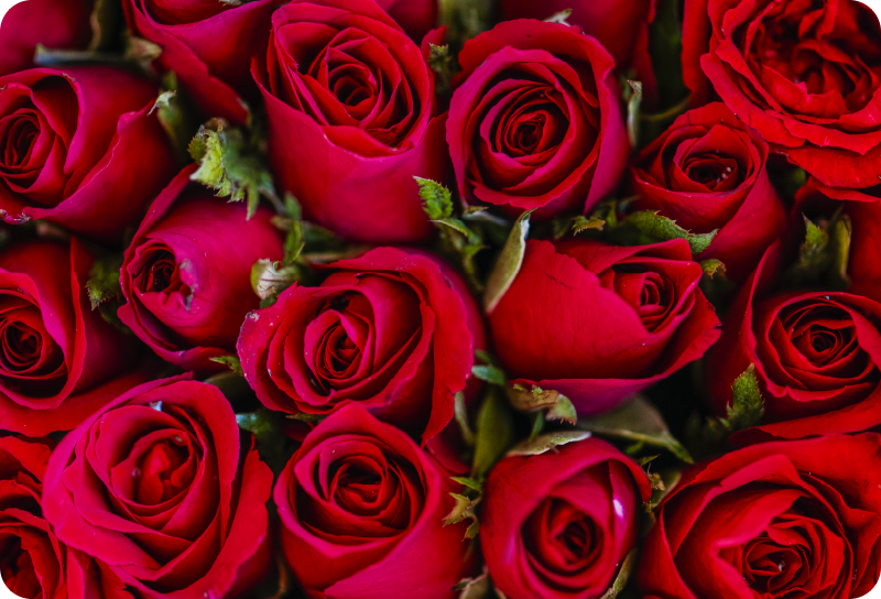 비닐 카펫 꽃과 식물 빨간 꽃 스타일 - TenStickers