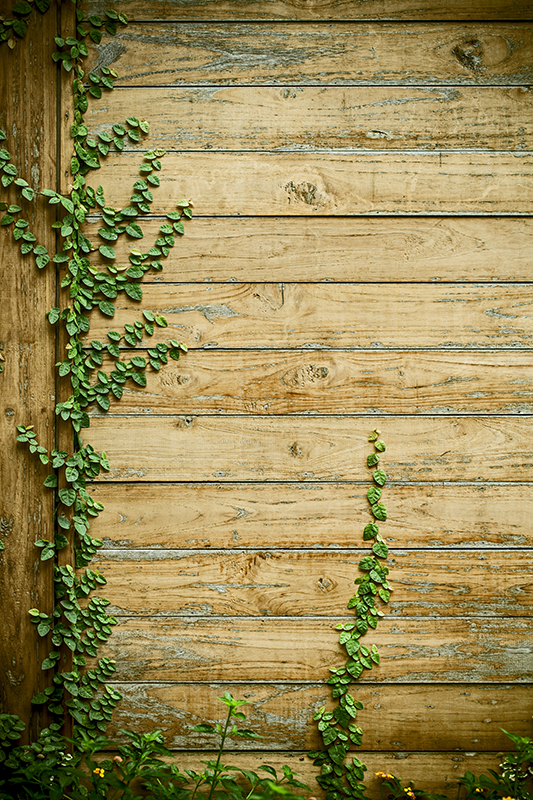 비닐 카펫 꽃과 식물 나무 위의 덩굴 - TenStickers