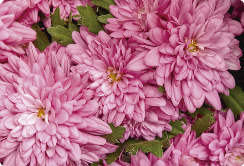 비닐 카펫 꽃과 식물 분홍 꽃의 봄 - TenStickers