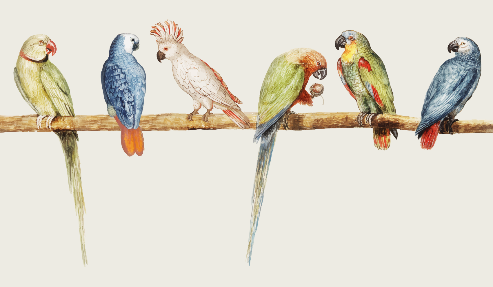 비닐 카펫 동물 앵무새 농어 그림 - TenStickers