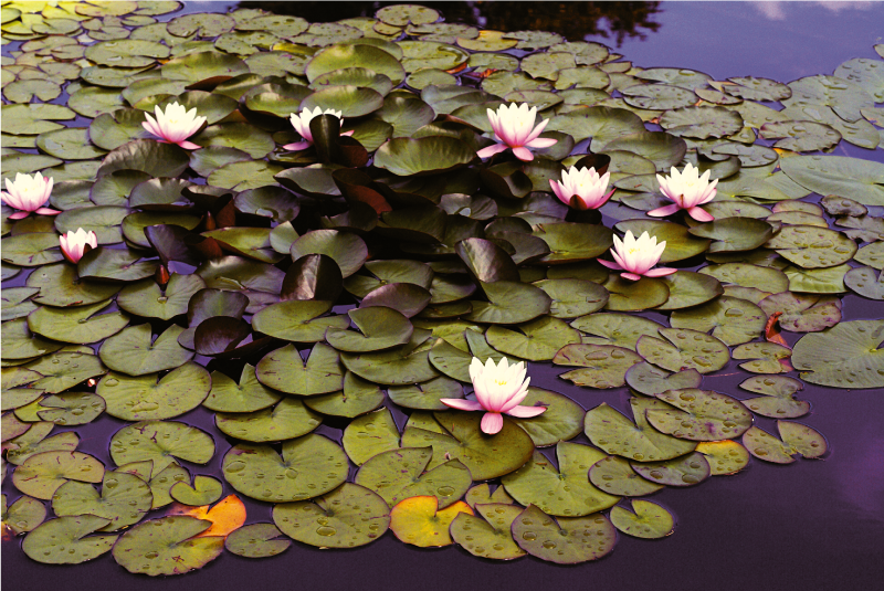 비닐 카펫 꽃과 식물 수련의 아름다움 - TenStickers