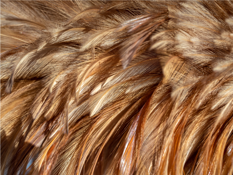 솜털 꼬리 깃털 동물 인쇄 비닐 깔개 - TenStickers