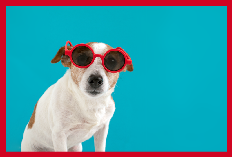 비닐 카펫 동물 세련된 강아지 초상화 - TenStickers