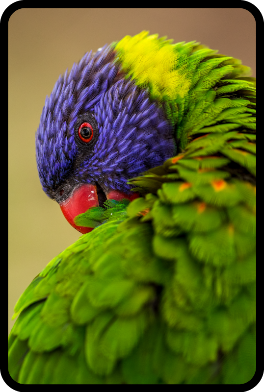 비닐 카펫 동물 다채로운 앵무새 초상화 - TenStickers