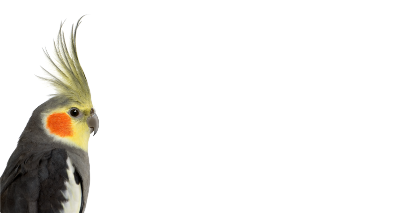 비닐 카펫 동물 코카투 실루엣 - TenStickers