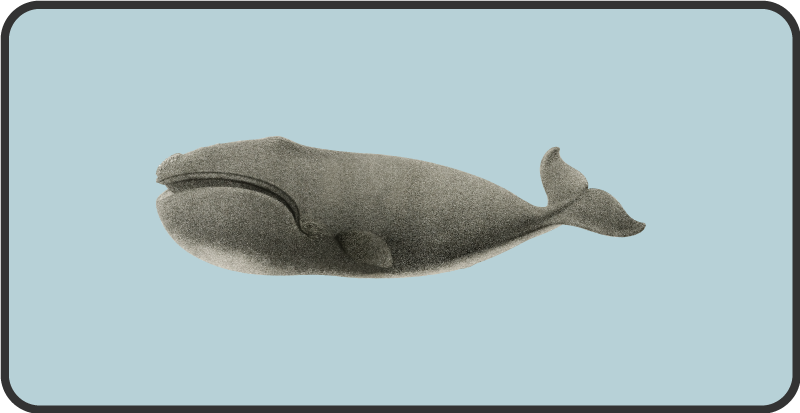 비닐 카펫 동물 고래 실루엣 디자인 - TenStickers