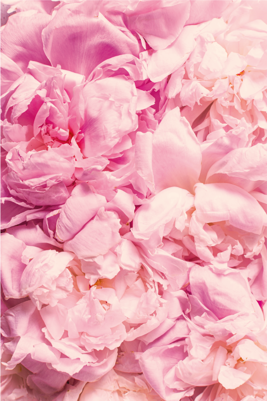 모란 현실적인 핑크 꽃 깔개 - TenStickers