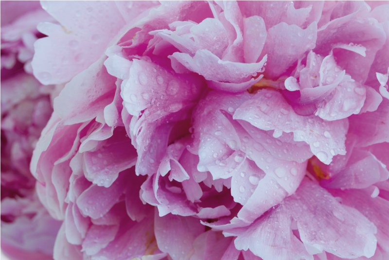 비닐 카펫 꽃과 식물 장미빛 모란 꽃 - TenStickers