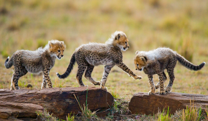 비닐 카펫 동물 치타 새끼의 모험 - TenStickers