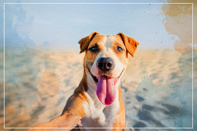 비닐 카펫 동물 웃고 있는 개 초상화 - TenStickers