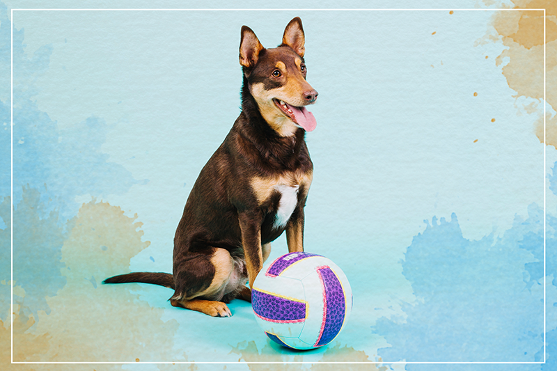 비닐 카펫 동물 장난기 많은 강아지 친구 - TenStickers