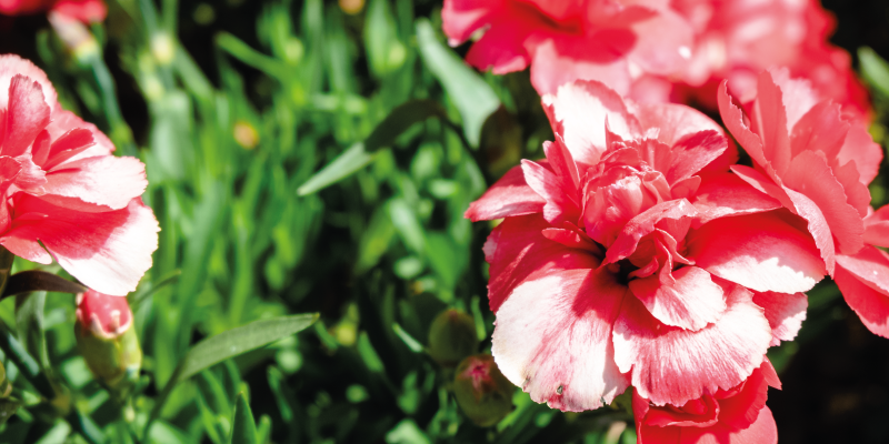 비닐 카펫 꽃과 식물 분홍색 꽃과 풀 - TenStickers