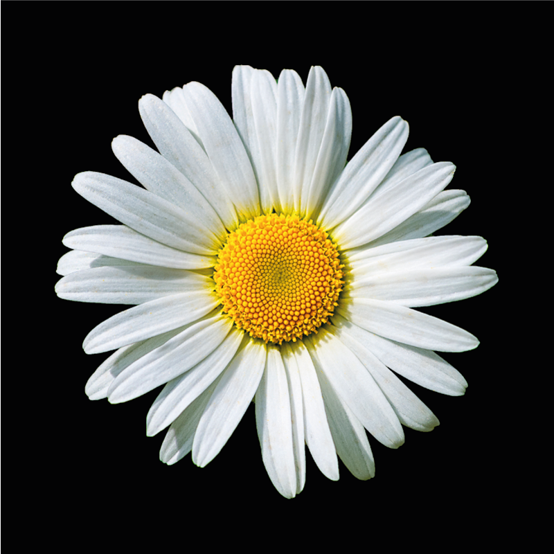 비닐 카펫 꽃과 식물 데이지 블로섬 - TenStickers