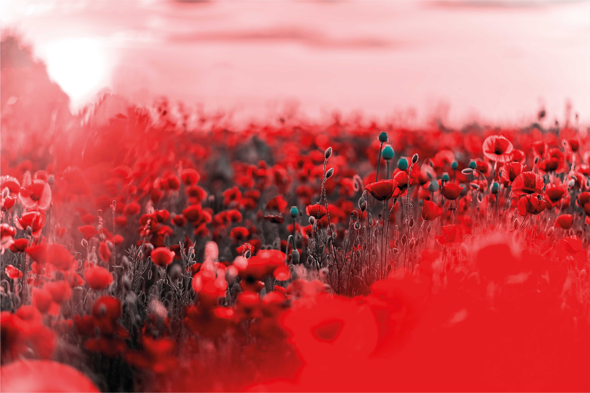 비닐 카펫 꽃과 식물 빨간 꽃 장면 - TenStickers