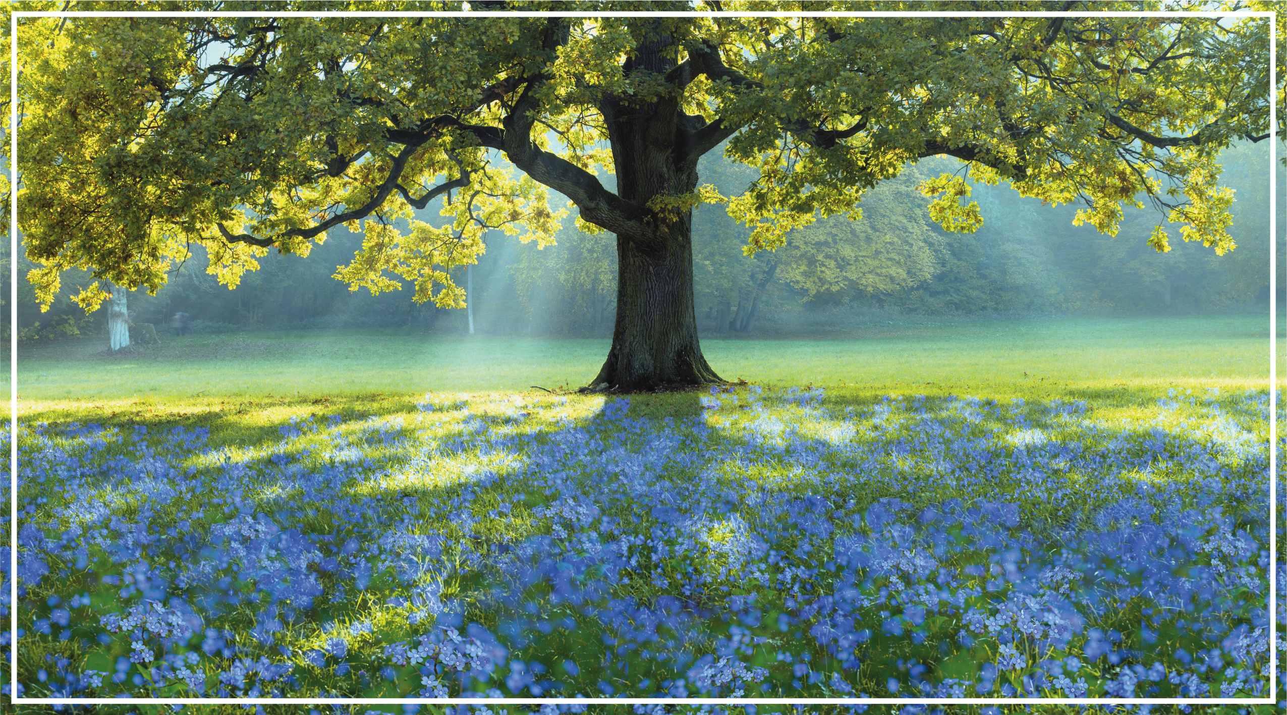 비닐 카펫 자연 만개한 나무 풍경 - TenStickers