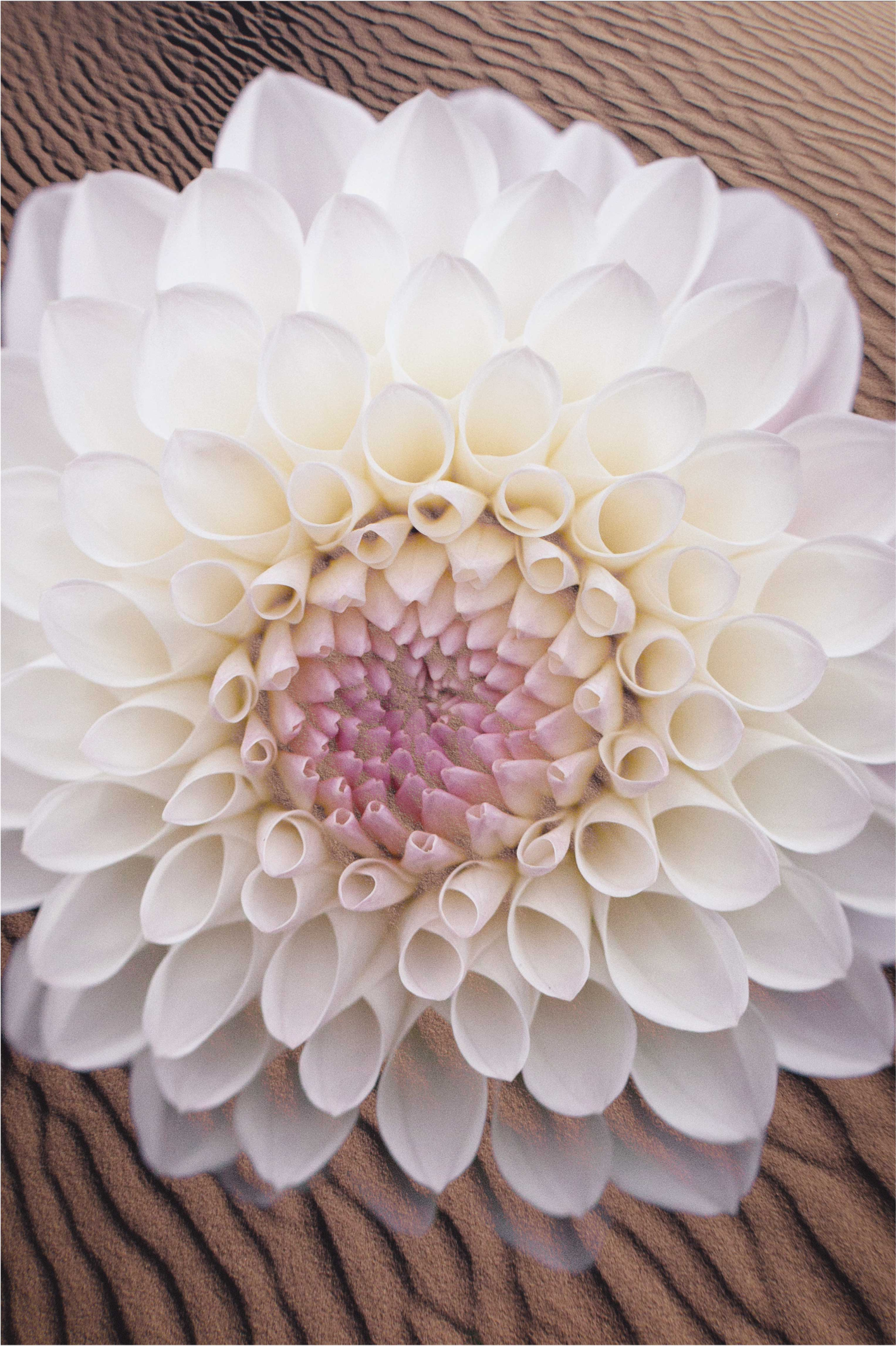 비닐 카펫 꽃과 식물 우아한 꽃 조화 - TenStickers