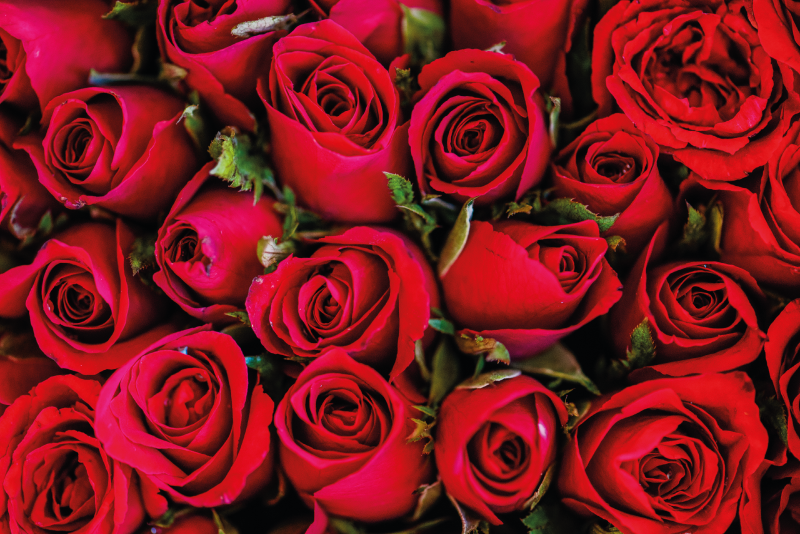 비닐 카펫 꽃과 식물 장미 꽃다발 - TenStickers