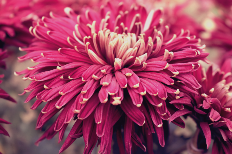 비닐 카펫 꽃과 식물 리얼리스틱 국화 - TenStickers