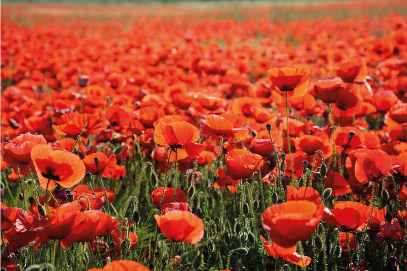 비닐 카펫 꽃과 식물 생생한 빨간 양귀비 - TenStickers