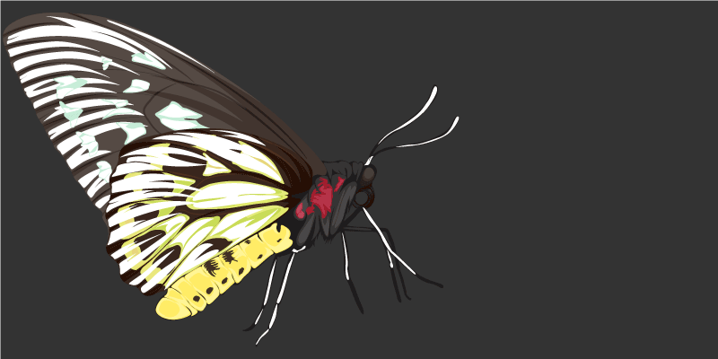 비닐 카펫 자연 나비 이미지 - TenStickers