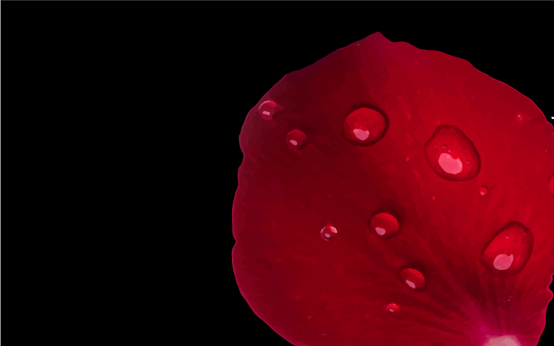 거실용 비닐 깔개 붉은 꽃잎의 매력 - TenStickers