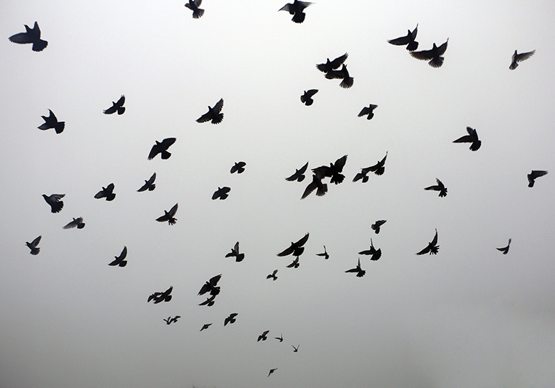 어린 이용 비닐 카펫 날아다니는 새 패턴 - TenStickers