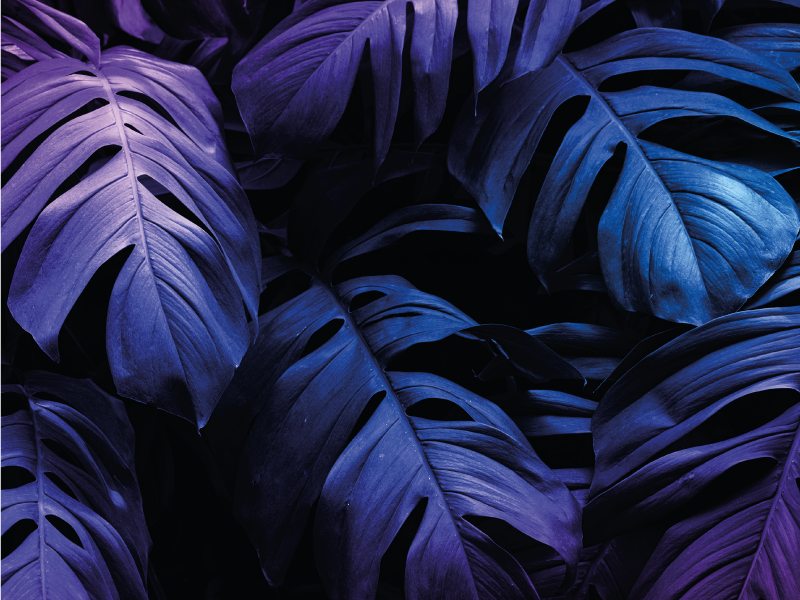 비닐 카펫 꽃과 식물 열대 잎 디자인 - TenStickers