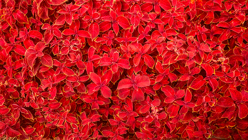 비닐 카펫 레드 꽃잎 패턴 - TenStickers