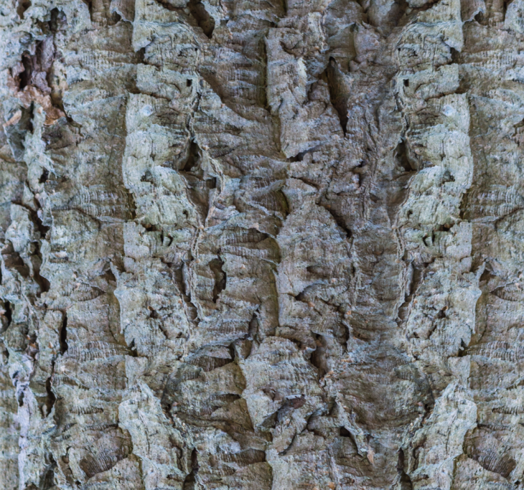 벽지 트리 나무껍질 질감 - TenStickers